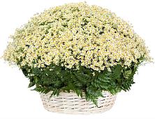 Цветочная композиция из Ромашки в корзине #REPLACE_PRED# Борках